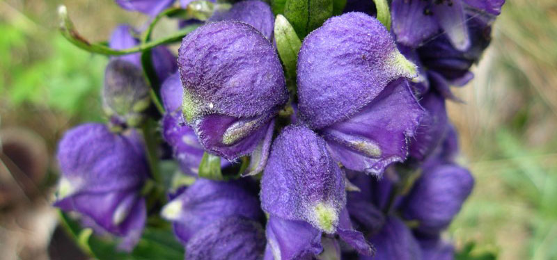 Aconitum Napellus Aconitum Napellus