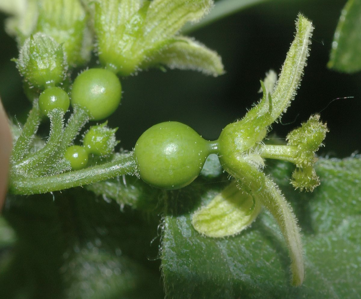 Bryonia_dioica1