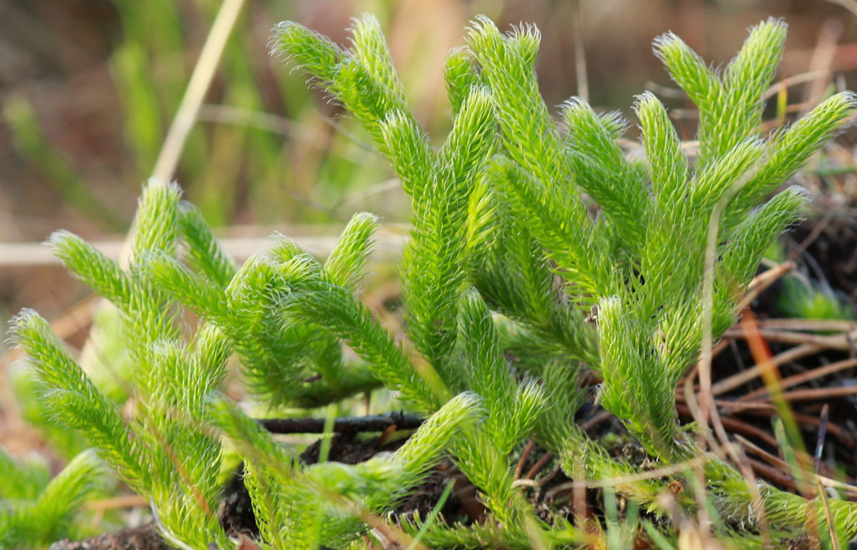 Lycopodium Clavatum Lycopodium Clavatum