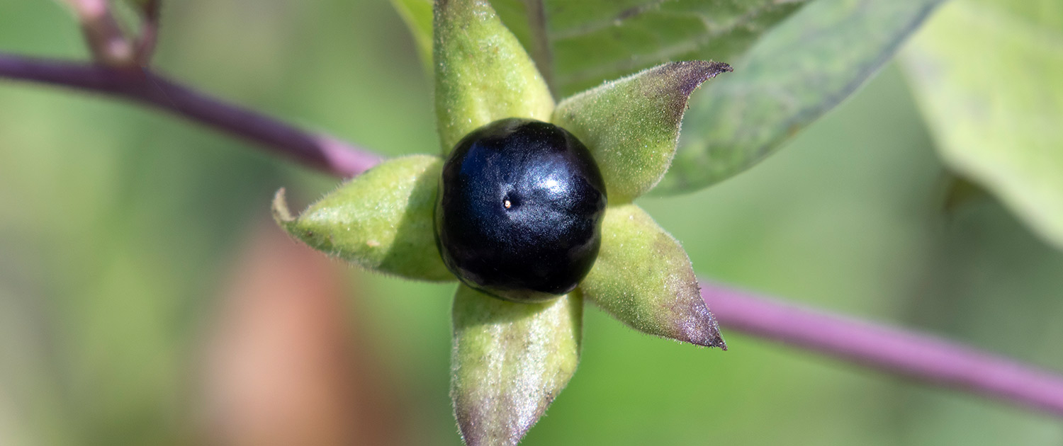 Omeopatia Atropa Belladonna