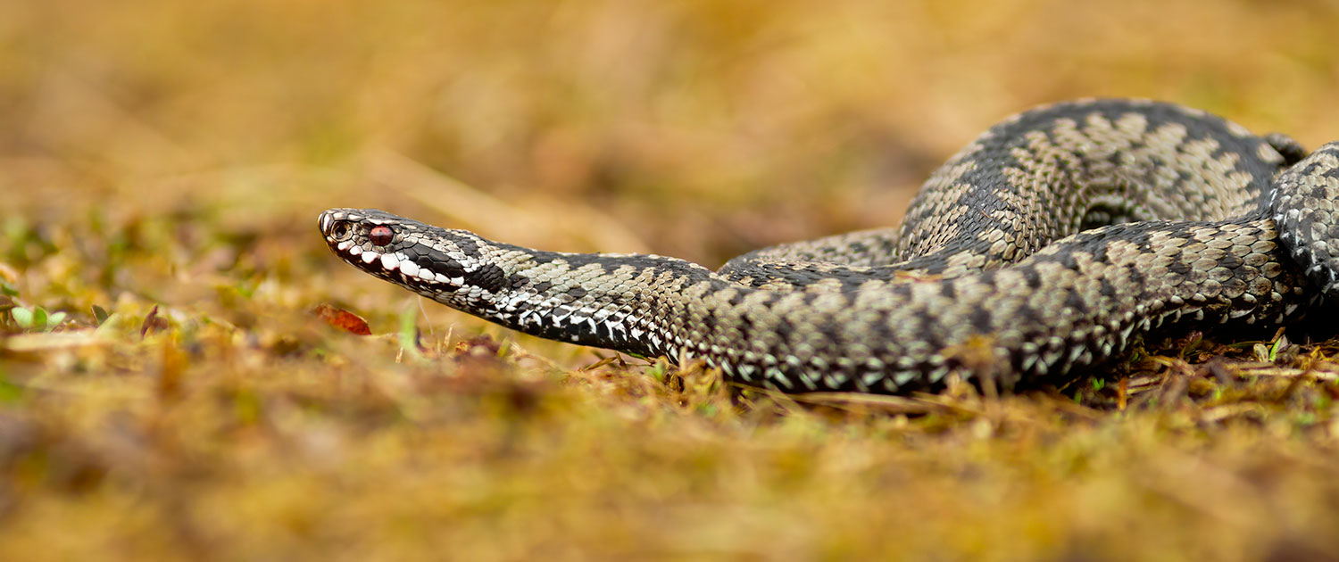 Omeopatia Lachesis Mutus